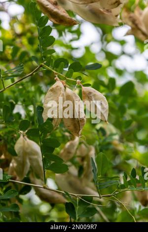 Arborescens Colutea. Piante ornamentali da giardino. Semi su germogli. Foto Stock