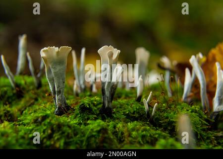 Xylaria hypoxylon è una specie di fungo del genere Xylaria. Xylaria hypoxylon, conosciuto come il fungo del candelabro, il fungo del candelabro, formica di carbonio Foto Stock