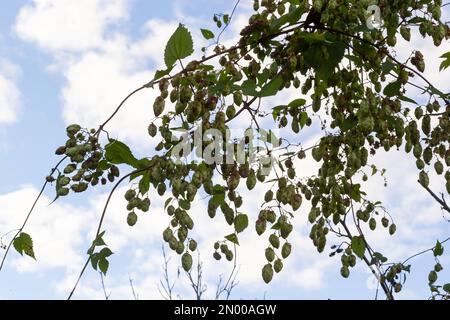 Humulus lupulus è una specie di piante erbacee perenni della famiglia della canapa. Una pianta medicinale che cresce in natura ed è coltivata anche in agr Foto Stock