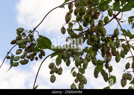 Humulus lupulus è una specie di piante erbacee perenni della famiglia della canapa. Una pianta medicinale che cresce in natura ed è coltivata anche in agr Foto Stock