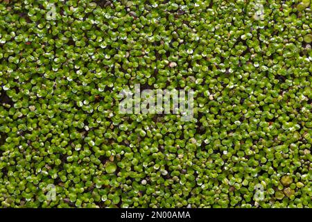 Anatra, verde naturale anatra sull'acqua per sfondo o consistenza. Foto Stock