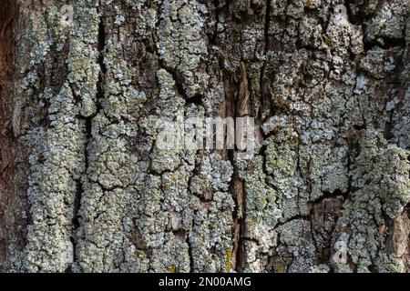 Primo piano. Greenshield fogliose bianco tubo osso cuscino lichen Parmeliaceae famiglia Hypogymnia Physodes crescere su corteccia albero di conifere nella foresta. SY Foto Stock