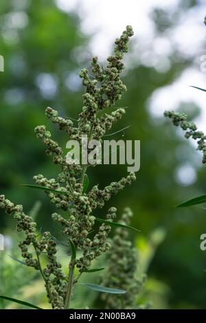 L'album Chenopodium è un tipo di album annuale grigio-verde erbaceo, coperto da piante grigiastre in polvere della famiglia delle Lobodacee. Foto Stock