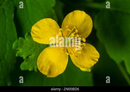 Fiori gialli di Chelidonio, comunemente noti come celandina maggiore o tetterwort, ai margini della foresta. Foto Stock