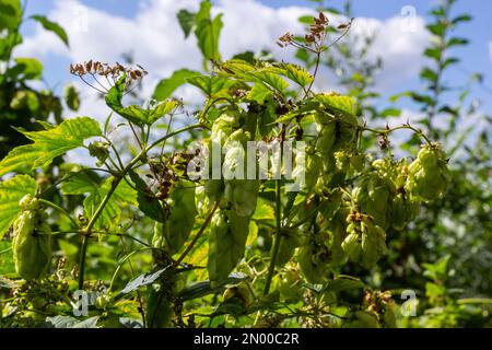 Humulus lupulus è una specie di piante erbacee perenni della famiglia della canapa. Una pianta medicinale che cresce in natura ed è coltivata anche in agr Foto Stock