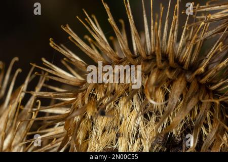 Lappa di artzio, teste di semi asciutti di burdock più piccole. Artium meno, autunno nel prato con fiori secchi burdock, comunemente chiamato burdock più grande, commestibile Foto Stock