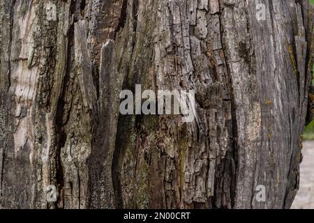 Primo piano di un albero spesso spezzato sullo sfondo del cielo con le nuvole. L'albero era già deputrito ed era coperto di lichene. Foto Stock