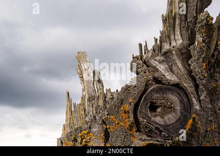 Primo piano di un albero spesso spezzato sullo sfondo del cielo con le nuvole. L'albero era già deputrito ed era coperto di lichene. Foto Stock