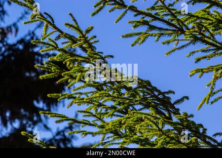 Rami con coni abete europeo Picea abies su uno sfondo di cielo blu. Foto Stock