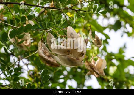 Arborescens Colutea. Piante ornamentali da giardino. Semi su germogli. Foto Stock