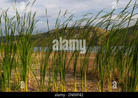 Pianta di macis del Reed anche conosciuta come gatto - coda, bullrush, salsiccia della palude, punks, angustifolia di typha. Foto Stock