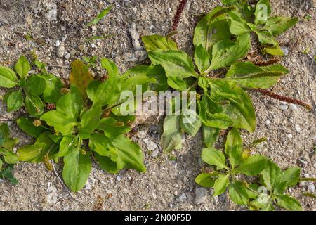 Pianta pianta fioritura su terreno sabbioso. Plantago maggiore plantain a foglia larga, piede dell'uomo bianco o plantain maggiore. Foto Stock