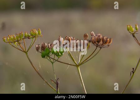 Macro fotografia del fiore di finocchio selvatico a Minorca. Foeniculum vulgare. Fiore mediterraneo. Foto astratta della natura. Foto Stock