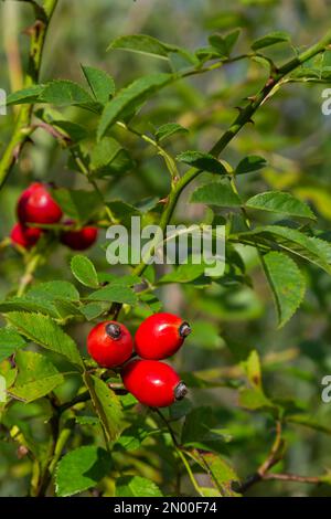 Bacche di rosticchiata sui ramoscelli, autunno naturale stagionale fondo grunge scuro. Foto Stock
