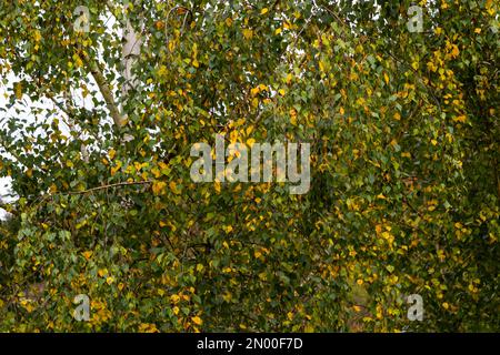 foglie di betulla. paesaggio autunnale. tumulto di colori. Foto Stock