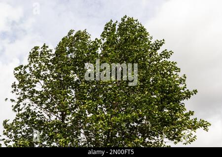 Ontano europeo nella foresta. Foglia di acero campo ondeggiante sul vento in natura in estate. Primo piano di foglie verdi. Foto Stock