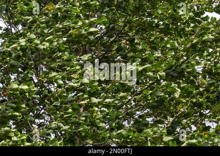 Ontano europeo nella foresta. Foglia di acero campo ondeggiante sul vento in natura in estate. Primo piano di foglie verdi. Foto Stock