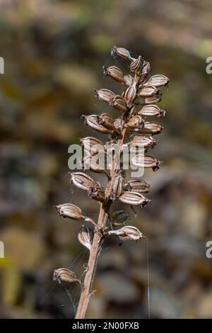 Nido d'uccello Orchidea Neottia nidus-avis, orchidea eterotrofica. nella foresta, primo piano. Foto Stock