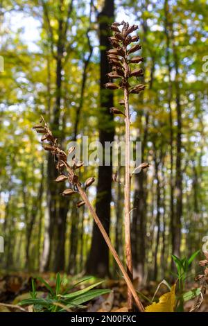 Nido d'uccello Orchidea Neottia nidus-avis, orchidea eterotrofica. nella foresta, primo piano. Foto Stock