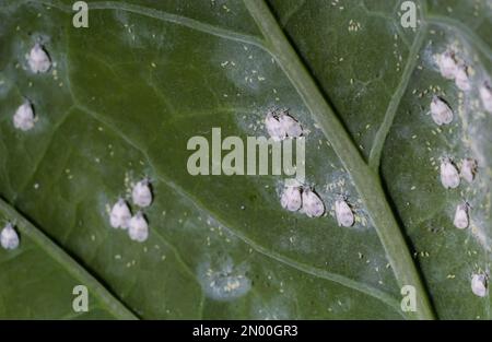 Whitefly Aleyrodes proletella peste agricola su foglia di cavolo. Foto Stock