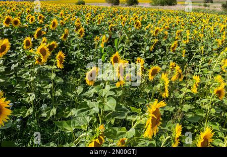 un giovane girasole inaperto cresce in un campo. concetto di coltivazione di girasole. Foto Stock
