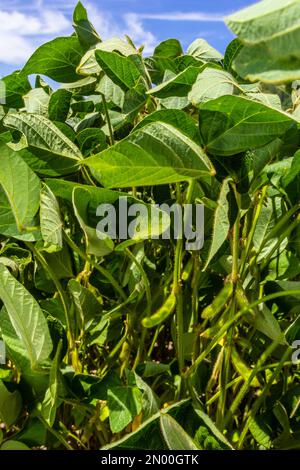 Baccelli di soia su piantagione di soia, su sfondo cielo blu, primo piano. Pianta di soia. Cialde di soia. Campo di soia. Foto Stock