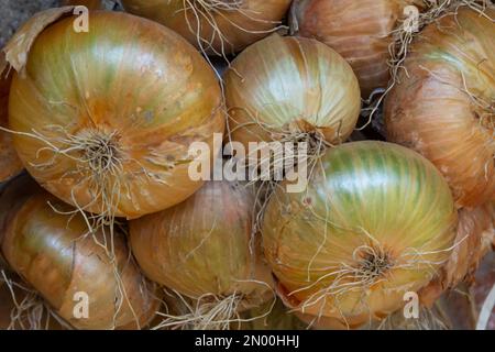 Raccolto. Mazzetti le cipolle vengono essiccate in un fienile del villaggio. Foto Stock