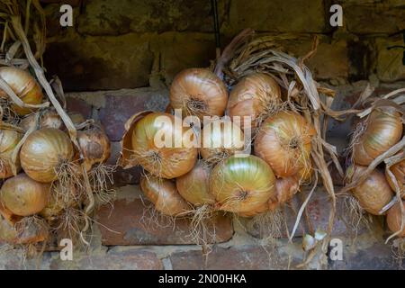 Raccolto. Mazzetti le cipolle vengono essiccate in un fienile del villaggio. Foto Stock