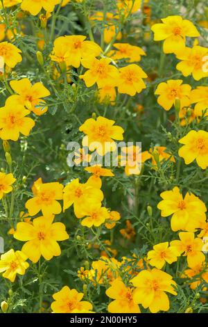 Tagetes tenuifolia Golden Gem, Marigold Golden Gem, annuale, singolo, fiori d'oro Foto Stock