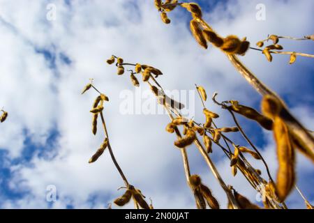 baccelli di soia maturi sul campo agricolo pronti per la raccolta e cielo come sfondo. Foto con messa a fuoco selettiva e spazio di copia. Foto Stock