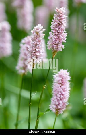 Persicaria bistorta Superba, bistorta comune, erbaceo perenne, punte di fiori grigio-rosa tenui Foto Stock