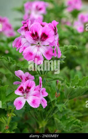 pelargonium Royal Oak, Geranium profumato Royal Oak, fiori rosa con marcature viola Foto Stock