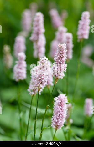 Persicaria bistorta Superba, bistorta comune, erbaceo perenne, punte di fiori grigio-rosa tenui Foto Stock