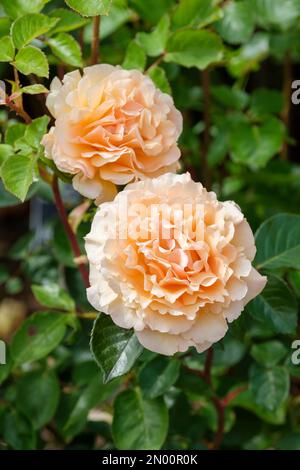 Rosa Welwyn Garden Glory, Rose Welwyn Garden Glory, tè ibrido, doppio, albicocca a fiori d'arancio Foto Stock