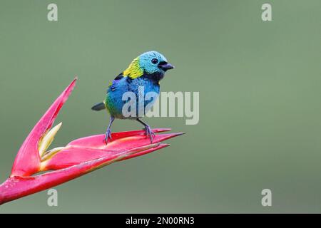 Tanager a testa verde, Trilha dos Tucanos, SP, Brasile, agosto 2022 Foto Stock