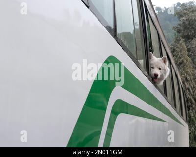 Cane Samoyed seduto in un autobus turistico in direzione di Pokhara, Nepal. Foto Stock