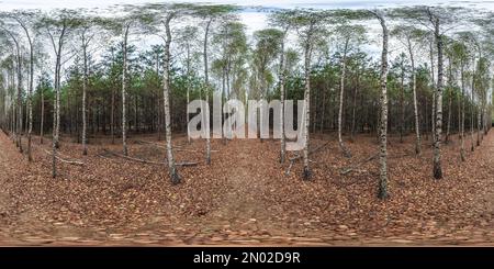 Visualizzazione panoramica a 360 gradi di Percorso panoramico hdri 360 completamente senza cuciture attraverso il vicolo della betulla tra la pineta autunnale in proiezione equirettangolare, contenuto VR,
