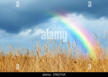 Incredibile arcobaleno sul campo di grano sotto il cielo tempestoso Foto Stock