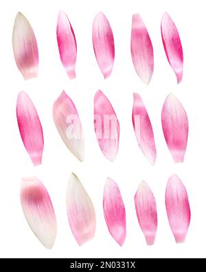 Set di bellissimi petali rosa di fiori di loto su sfondo bianco Foto Stock