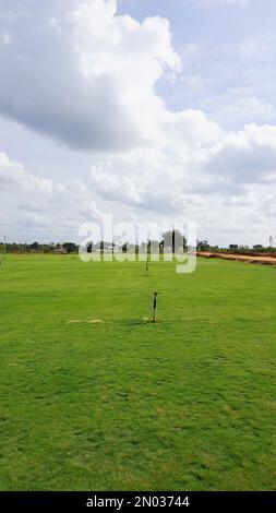 Prato completamente coltivato pronto per la coltivazione. Coltivazione periferia di Bangalore. Erba sempreverde lussureggiante di Cynodon dactylon anche conosciuto come Bermuda, granchio ecc Foto Stock