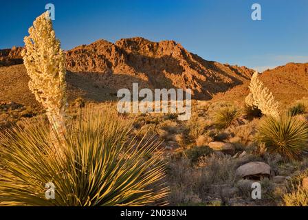 Parrys in primavera fiorisce all'alba sulle montagne Kingston Range nel deserto di Mojave, California, USA Foto Stock