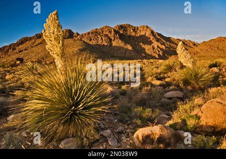 Parrys in primavera fiorisce all'alba sulle montagne Kingston Range nel deserto di Mojave, California, USA Foto Stock