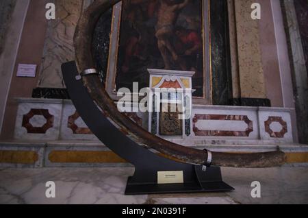 Costola del drago conservata in un astuccio all'interno della Chiesa di San Leucio - Atessa, Abruzzo, Italia Foto Stock