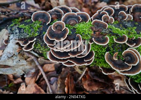 Un fungo di tonder multicolore, Trametes versicolor, su legno di faggio morto in una foresta Foto Stock