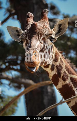 Ritratto verticale della Giraffa di Rothschild. Primo piano della Giraffa Camelopardalis rothschildi all'esterno del Giardino Zoologico. Foto Stock