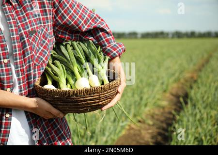 Donna con ciotola di vimini con cipolle verdi fresche in campo, primo piano Foto Stock