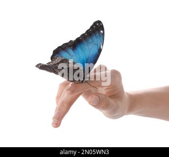 Donna che tiene bella farfalla comune morfo su sfondo bianco, primo piano Foto Stock