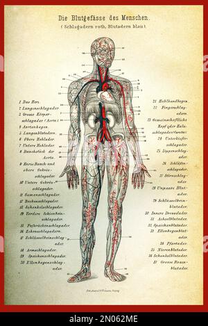 Tabella dei colori vintage dell'anatomia; arterie e circolazione sanguigna con; descrizioni anatomiche in tedesco Foto Stock