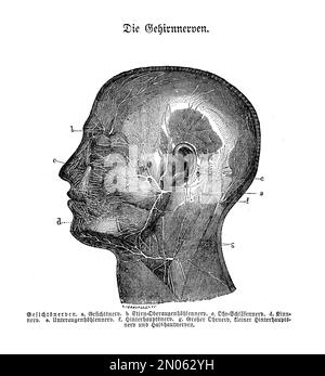 Illustrazione vintage dell'anatomia, sezione trasversale della testa e del collo dell'uomo con evidenza di nervi superficiali, descrizioni anatomiche in tedesco Foto Stock