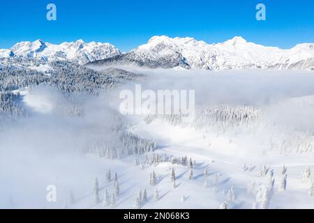 Paesaggio invernale fiabesco con abeti innevati subito dopo le nevicate fresche sull'altopiano di alta montagna nella nebbia Velika planina, Slovenia Foto Stock
